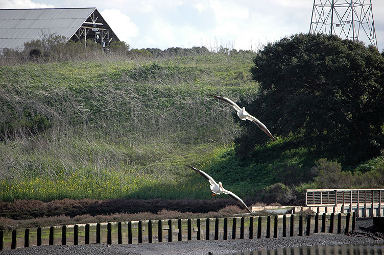 Elkhorn Slough Feb. 2010 081.jpg